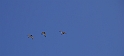 Oystercatchers flying - A